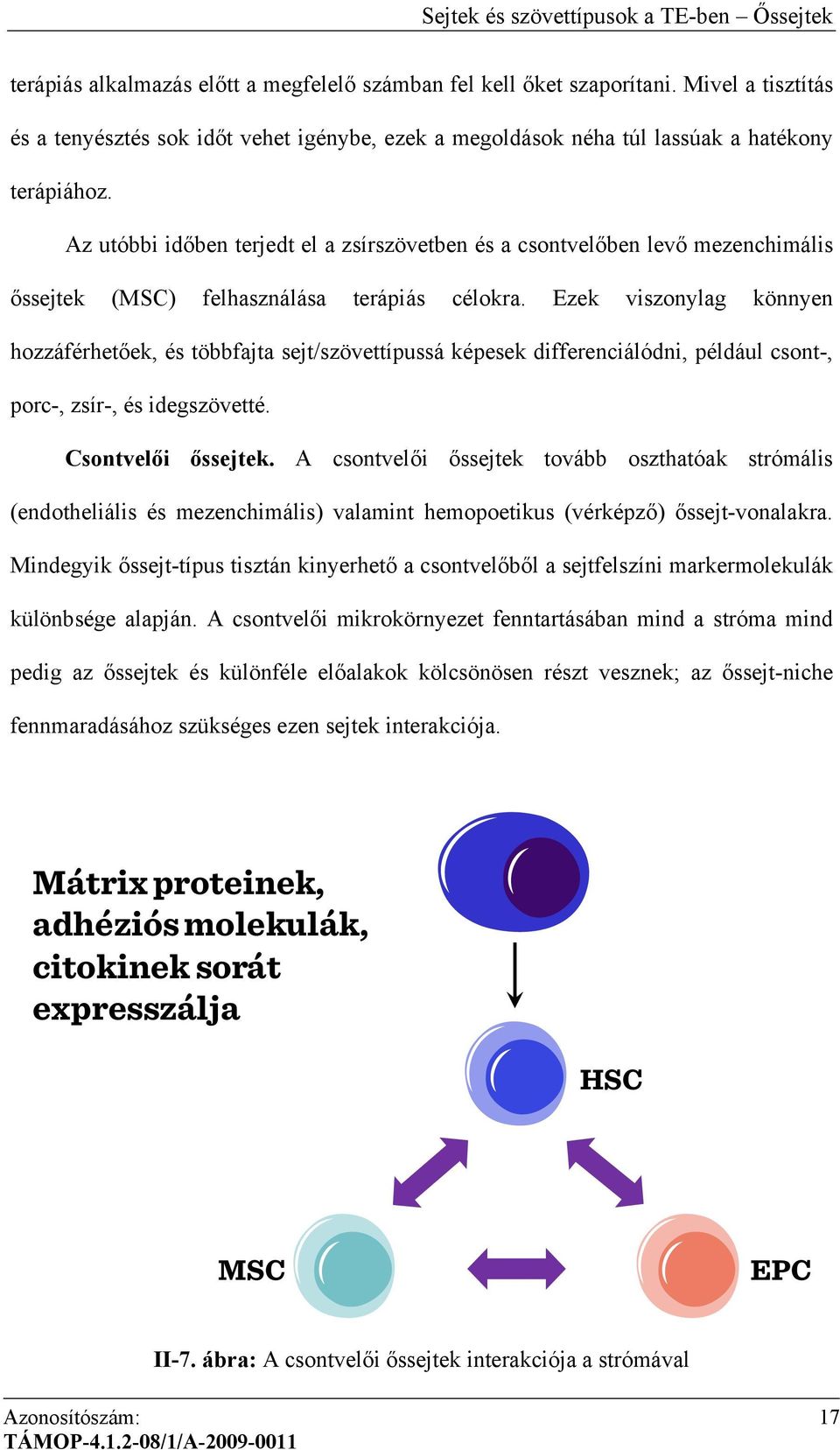 Az utóbbi időben terjedt el a zsírszövetben és a csontvelőben levő mezenchimális őssejtek (MSC) felhasználása terápiás célokra.