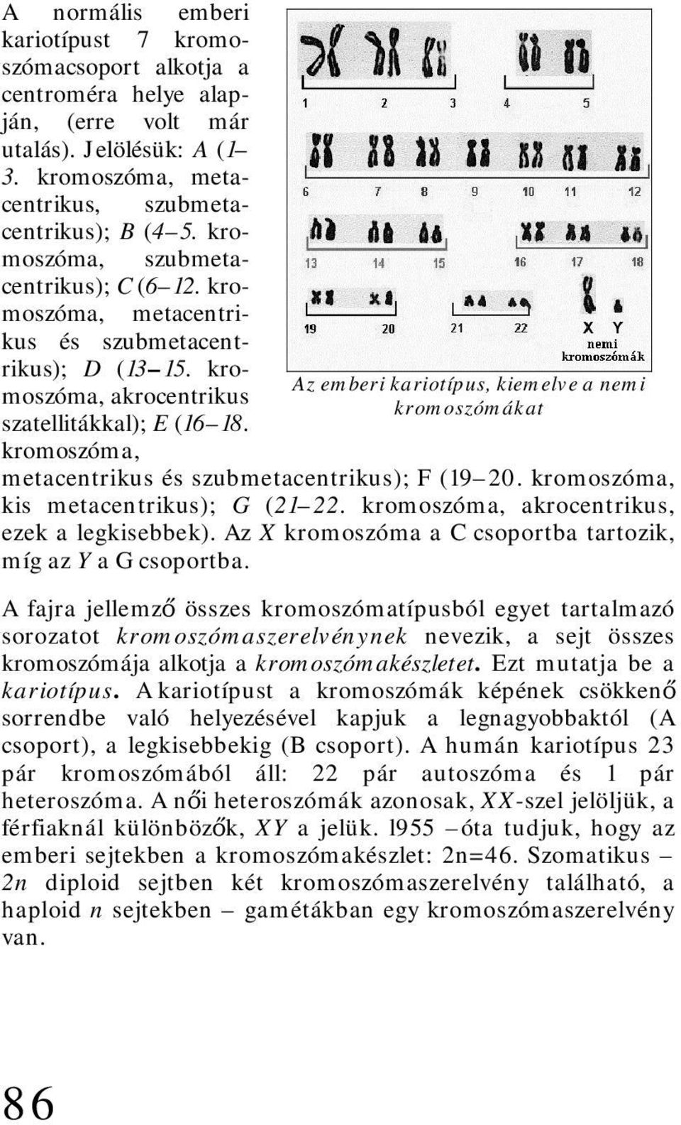 kromoszóma, Az emberi kariotípus, kiemelve a nemi kromoszómákat metacentrikus és szubmetacentrikus); F (19 20. kromoszóma, kis metacentrikus); G (21 22. kromoszóma, akrocentrikus, ezek a legkisebbek).