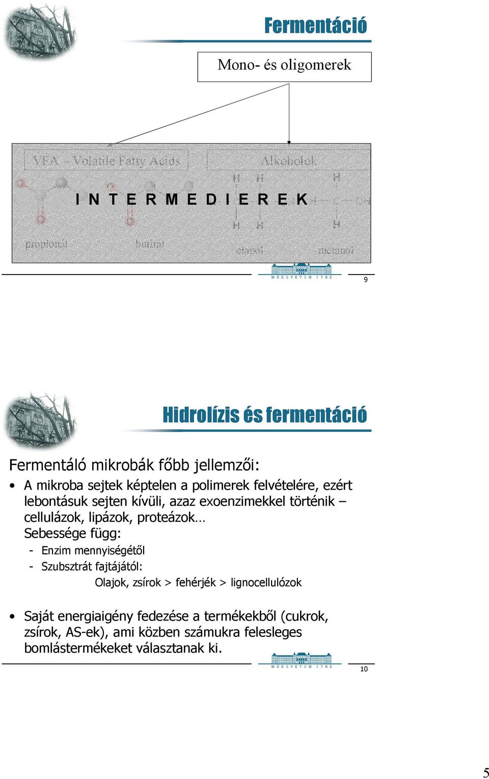 exoenzimekkel történik cellulázok, lipázok, proteázok Sebessége függ: - Enzim mennyiségétıl - Szubsztrát fajtájától: Olajok, zsírok > fehérjék