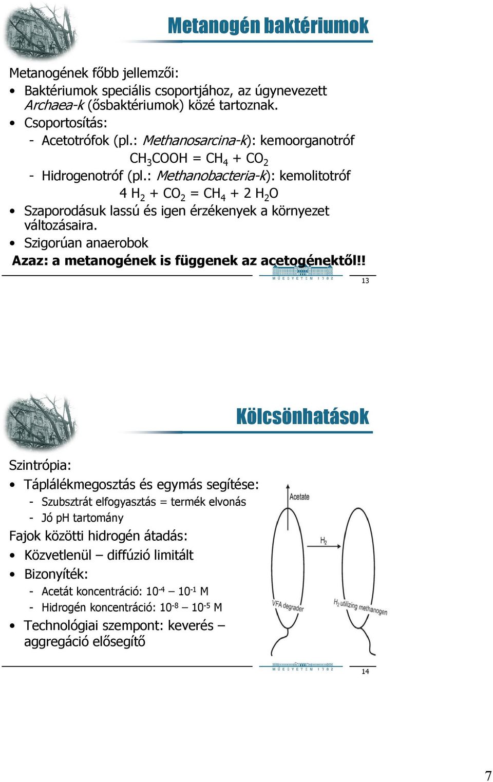 : Methanobacteria-k): kemolitotróf 4 H 2 + CO 2 = CH 4 + 2 H 2 O Szaporodásuk lassú és igen érzékenyek a környezet változásaira.