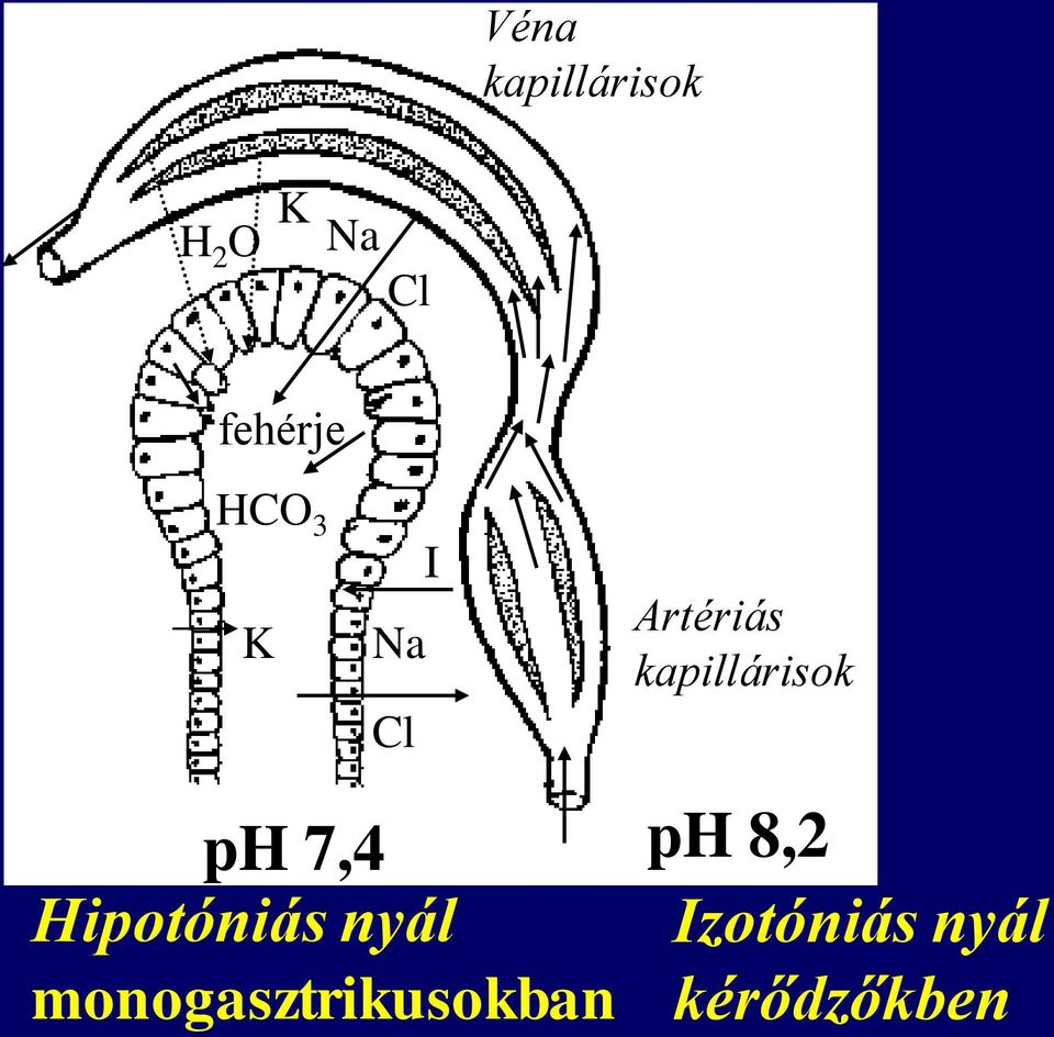 kapillárisok ph 7,4 ph 8,2 Hipotóniás