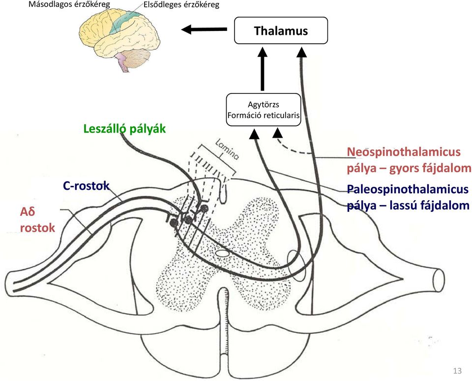 Agytörzs Formáció reticularis Neospinothalamicus