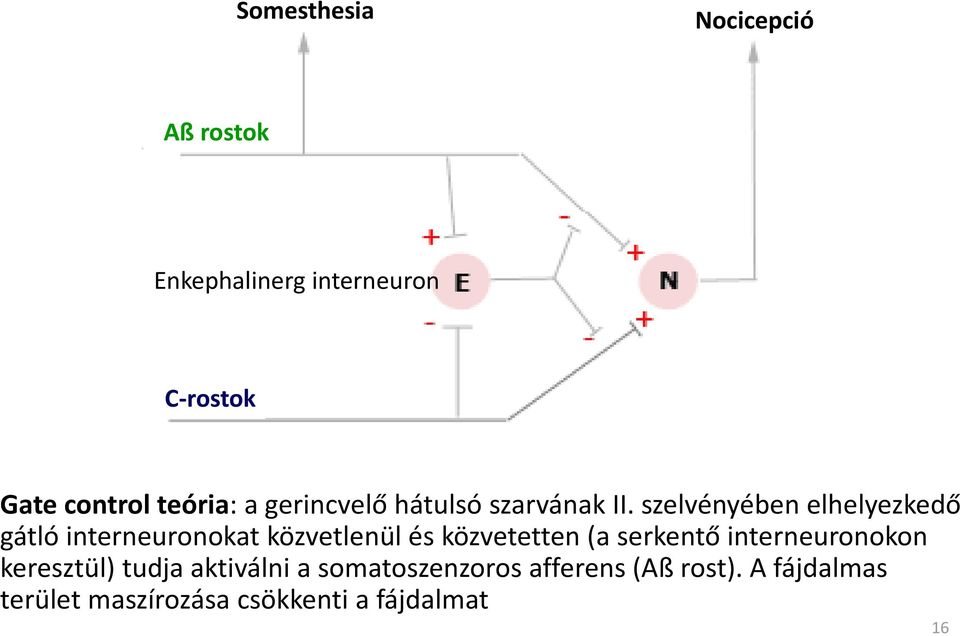 szelvényében elhelyezkedő gátló interneuronokat közvetlenül és közvetetten (a serkentő