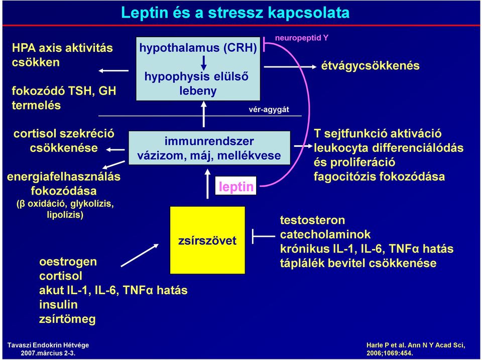 TNFα hatás insulin zsírtömeg immunrendszer vázizom, máj, mellékvese zsírszövet leptin T sejtfunkció aktiváció leukocyta differenciálódás és proliferáció