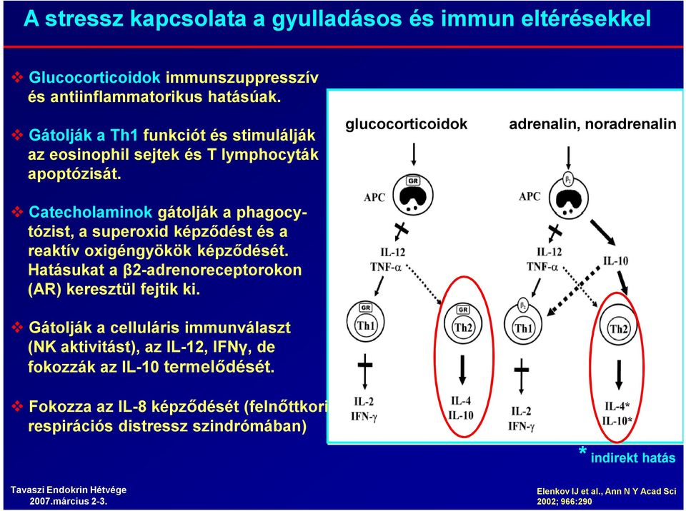 Catecholaminok gátolják a phagocytózist, a superoxid képződést és a reaktív oxigéngyökök képződését. Hatásukat a β2-adrenoreceptorokon (AR) keresztül fejtik ki.