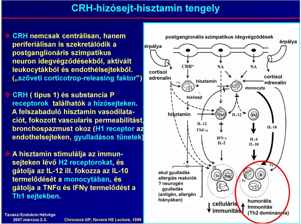 A felszabaduló hisztamin vasodilataciót, fokozott vascularis permeabilitást, bronchospazmust okoz (H1 receptor az endothelsejteken, gyulladásos tünetek).