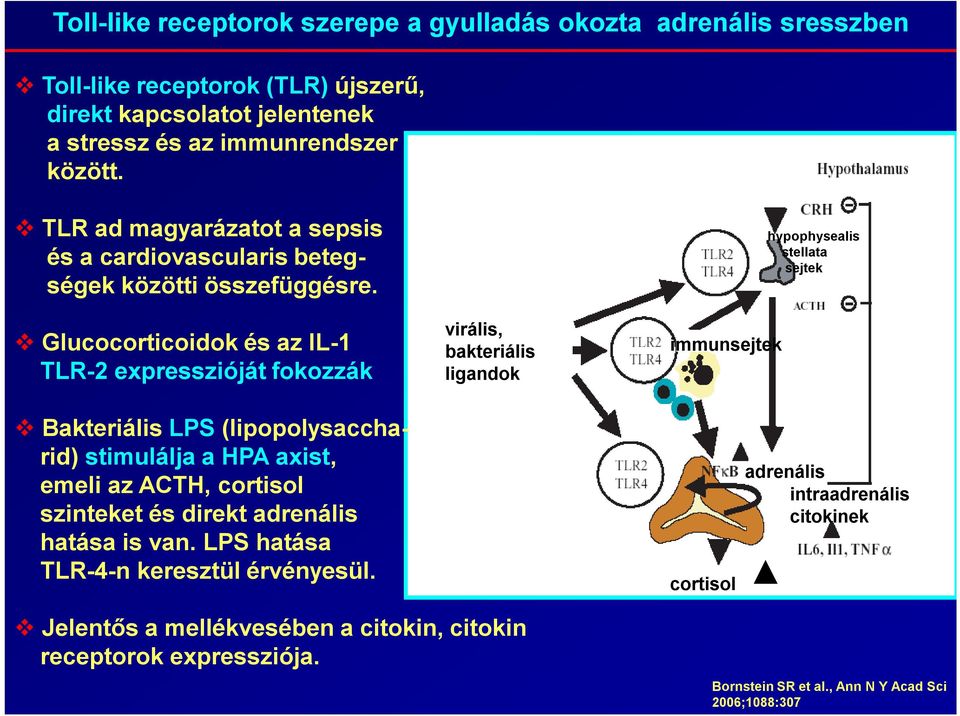 Glucocorticoidok és az IL-1 TLR-2 expresszióját fokozzák virális, bakteriális ligandok immunsejtek hypophysealis stellata sejtek Bakteriális LPS (lipopolysaccharid) stimulálja a