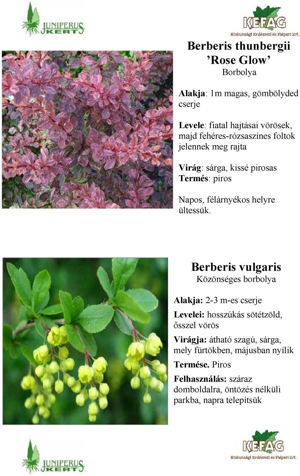 Berberis vulgaris Közönséges borbolya Alakja: 2-3 m-es cserje Levelei: hosszúkás sötétzöld, ősszel vörös Virágja: átható
