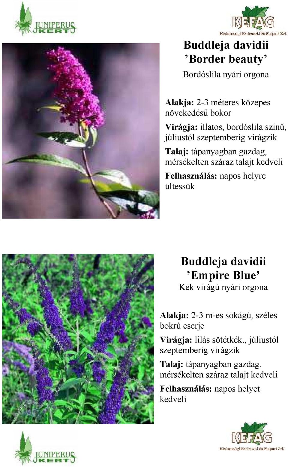 ültessük Buddleja davidii Empire Blue Kék virágú nyári orgona Alakja: 2-3 m-es sokágú, széles bokrú cserje Virágja: lilás