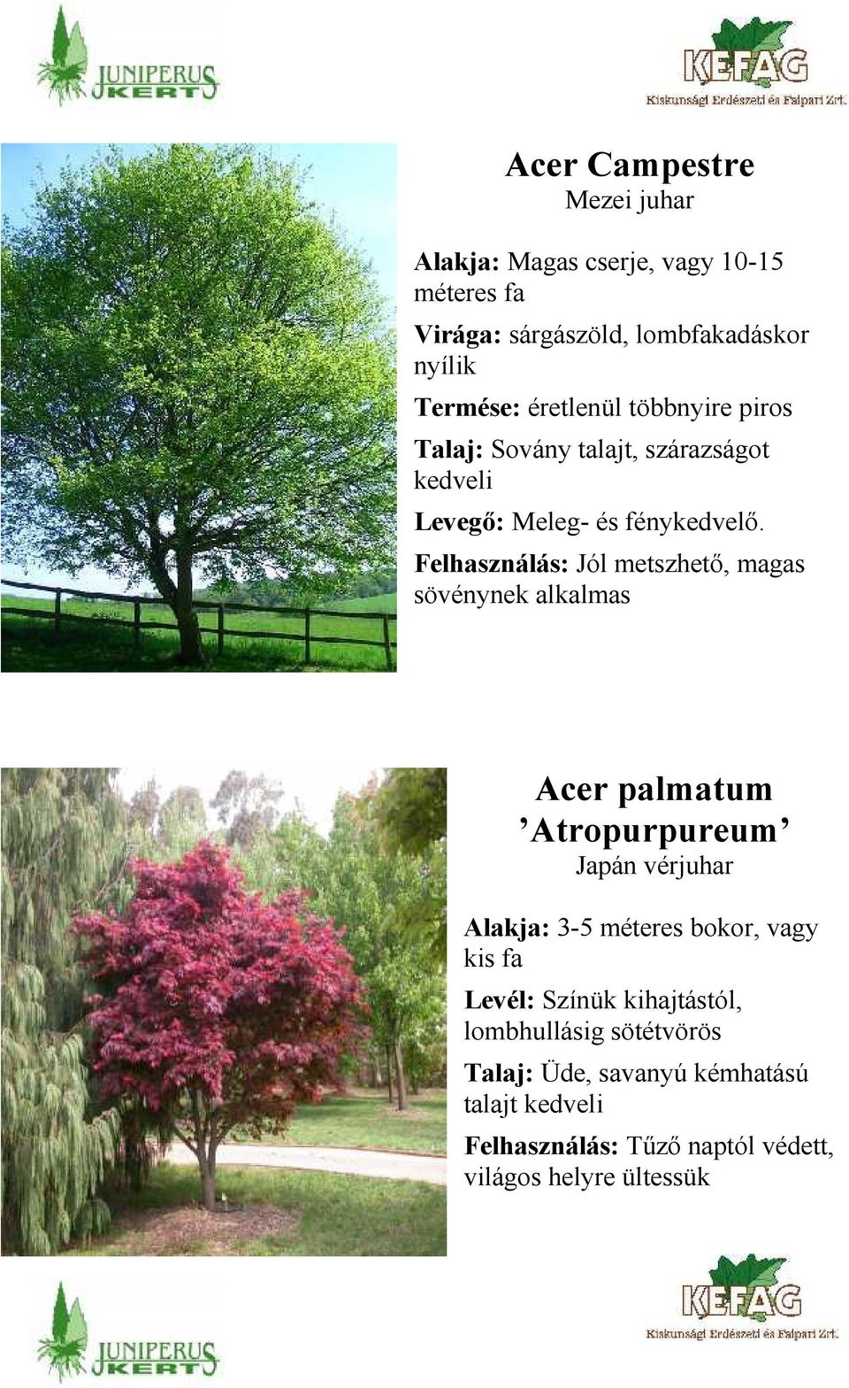 Felhasználás: Jól metszhető, magas sövénynek alkalmas Acer palmatum Atropurpureum Japán vérjuhar Alakja: 3-5 méteres bokor,