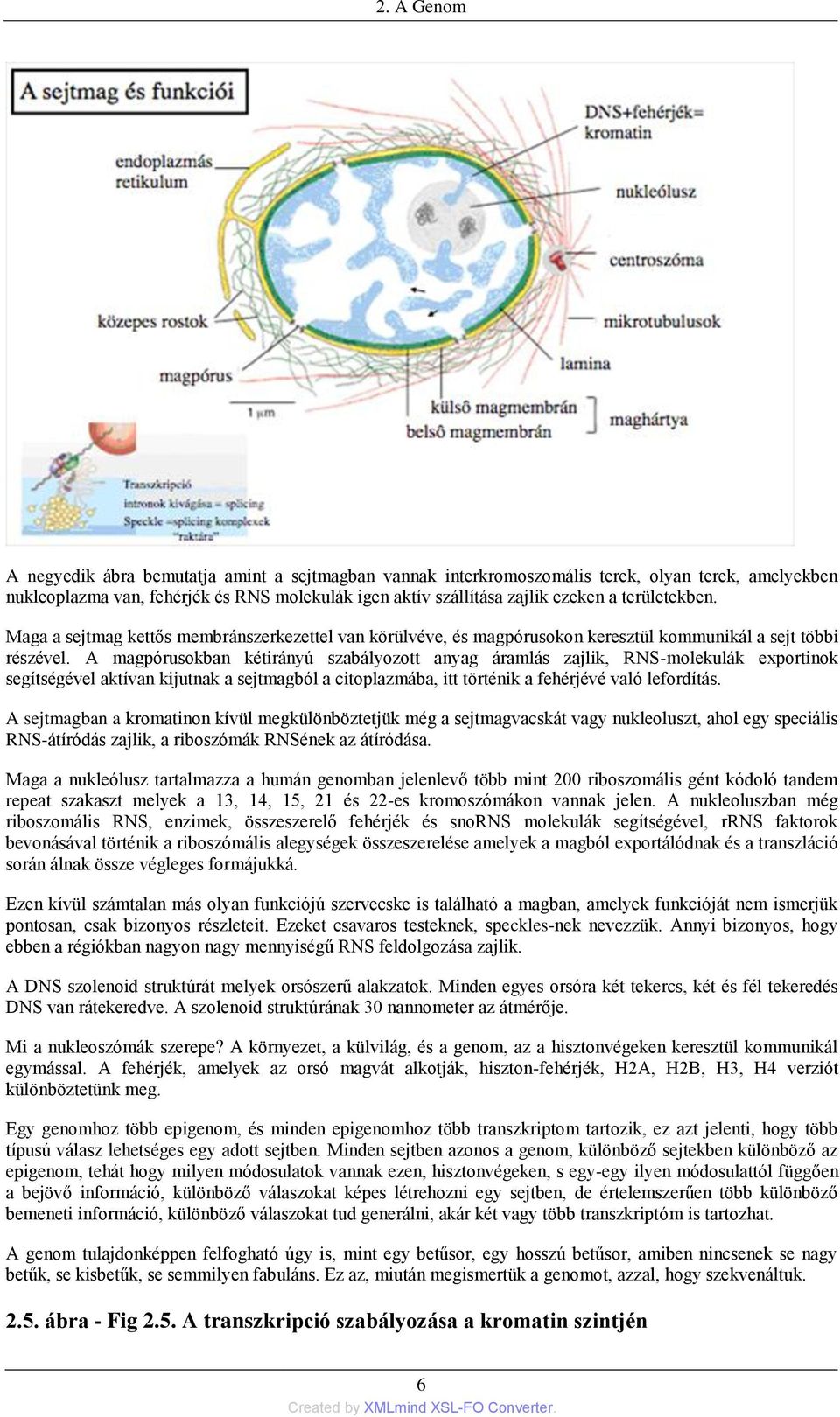 A magpórusokban kétirányú szabályozott anyag áramlás zajlik, RNS-molekulák exportinok segítségével aktívan kijutnak a sejtmagból a citoplazmába, itt történik a fehérjévé való lefordítás.