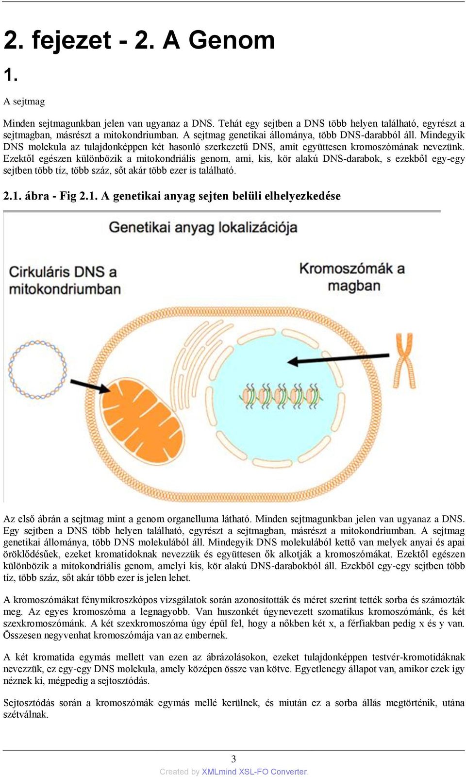 Ezektől egészen különbözik a mitokondriális genom, ami, kis, kör alakú DNS-darabok, s ezekből egy-egy sejtben több tíz, több száz, sőt akár több ezer is található. 2.1.