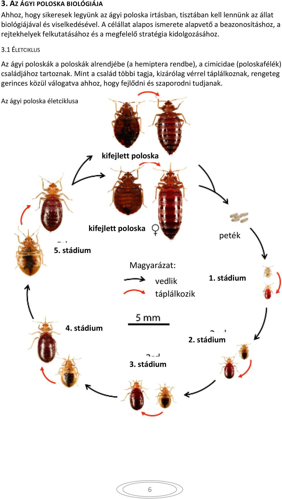 1 ÉLETCIKLUS Az ágyi poloskák a poloskák alrendjébe (a hemiptera rendbe), a cimicidae (poloskafélék) családjához tartoznak.