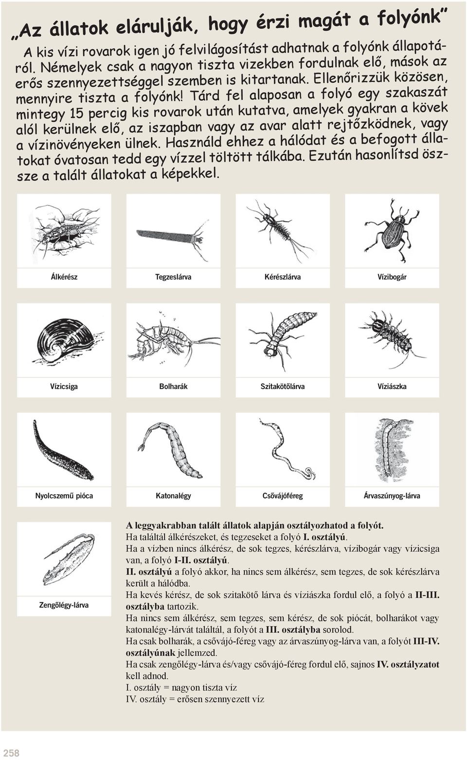 Tárd fel alaposan a folyó egy szakaszát mintegy 15 percig kis rovarok után kutatva, amelyek gyakran a kövek alól kerülnek elő, az iszapban vagy az avar alatt rejtőzködnek, vagy a vízinövényeken ülnek.