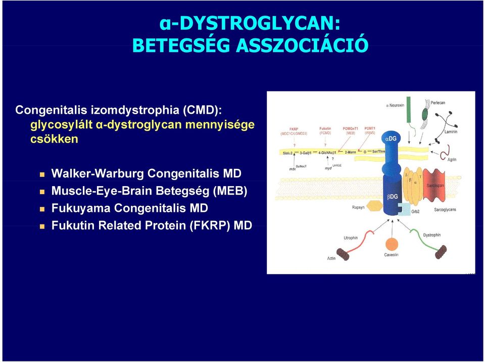 csökken Walker-Warburg Congenitalis MD Muscle-Eye-Brain