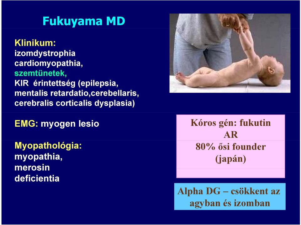 corticalis dysplasia) EMG: myogen lesio Myopathológia: myopathia, merosin