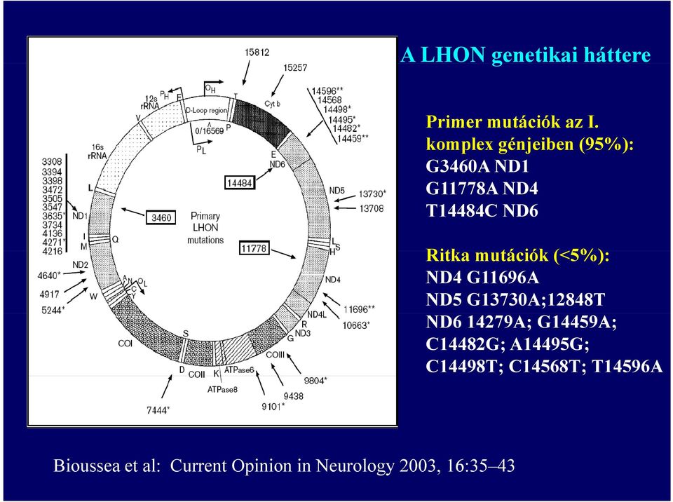 mutációk (<5%): ND4 G11696A ND5 G13730A;12848T ND6 14279A; G14459A;