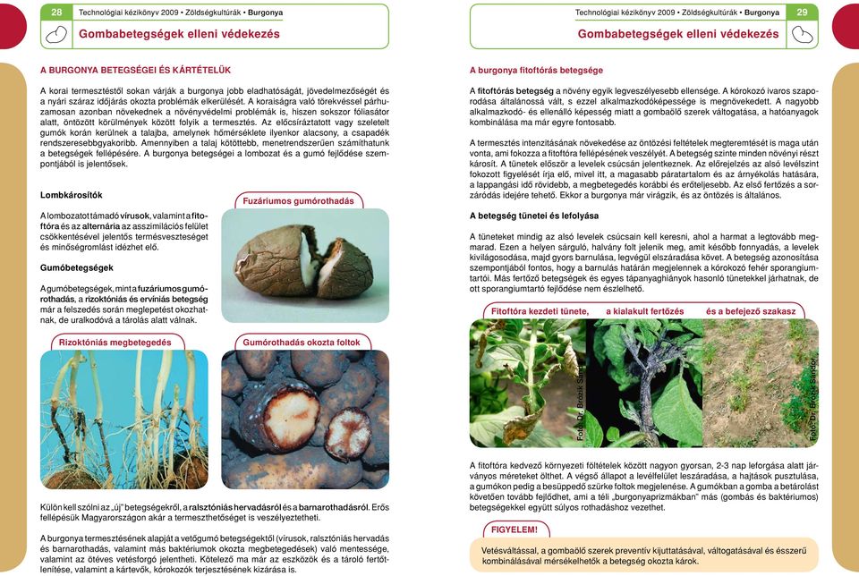 Az elôcsíráztatott vagy szeletelt gumók korán keru lnek a talajba, amelynek hômérséklete ilyenkor alacsony, a csapadék rendszeresebbgyakoribb.