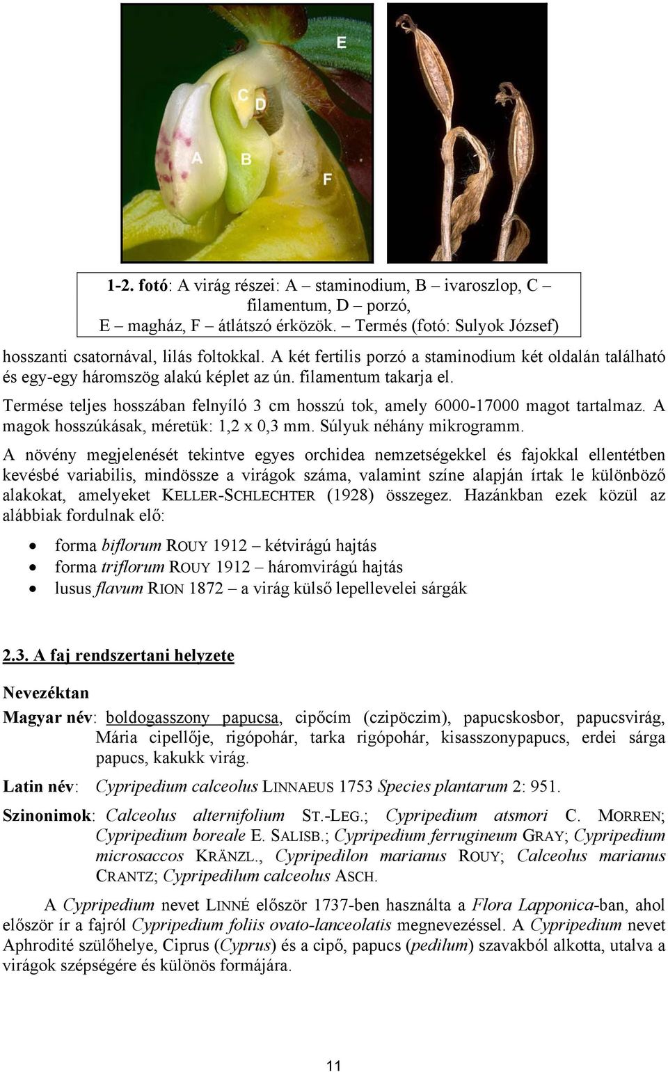 Termése teljes hosszában felnyíló 3 cm hosszú tok, amely 6000-17000 magot tartalmaz. A magok hosszúkásak, méretük: 1,2 x 0,3 mm. Súlyuk néhány mikrogramm.