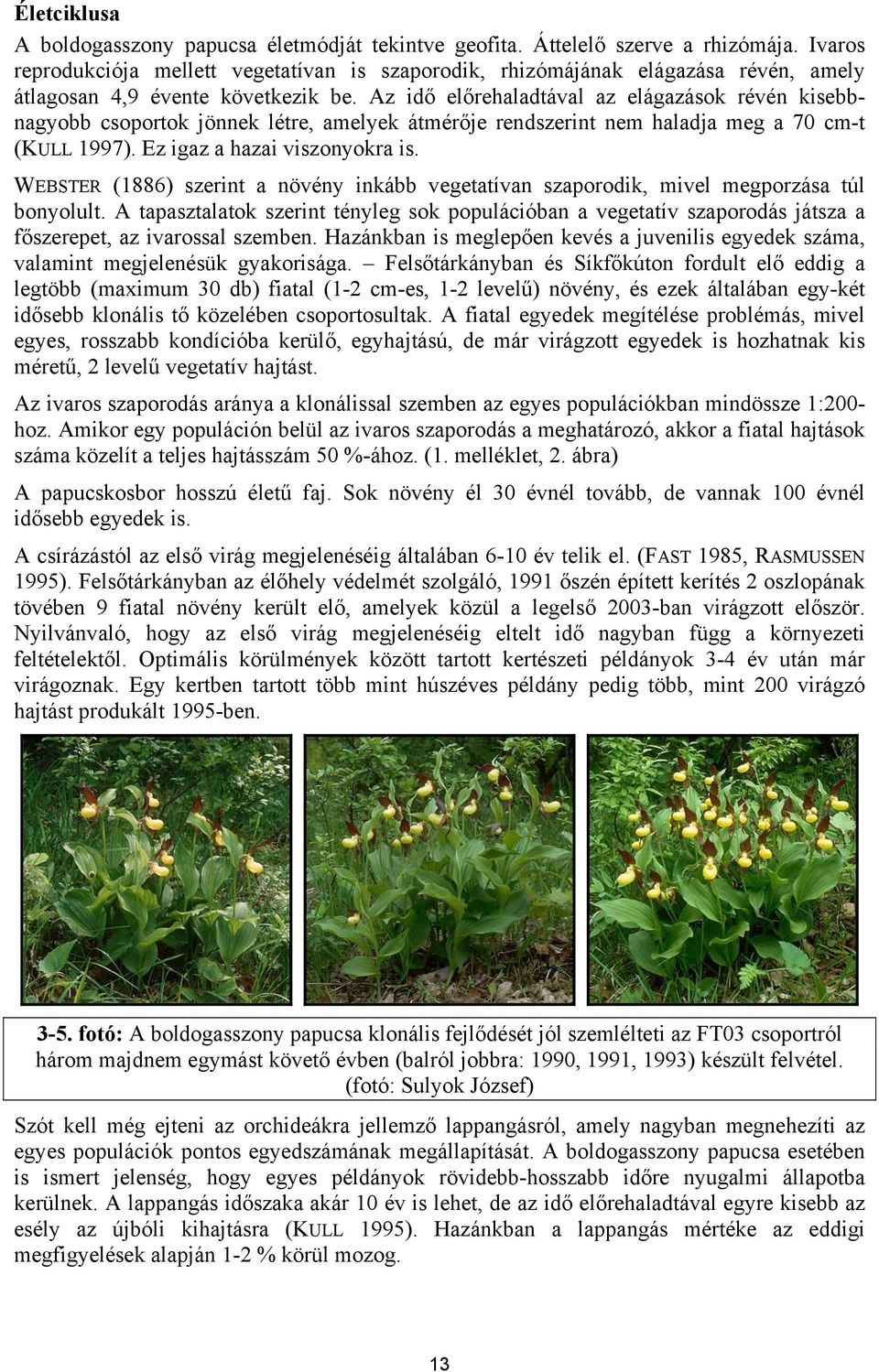 Az idő előrehaladtával az elágazások révén kisebbnagyobb csoportok jönnek létre, amelyek átmérője rendszerint nem haladja meg a 70 cm-t (KULL 1997). Ez igaz a hazai viszonyokra is.