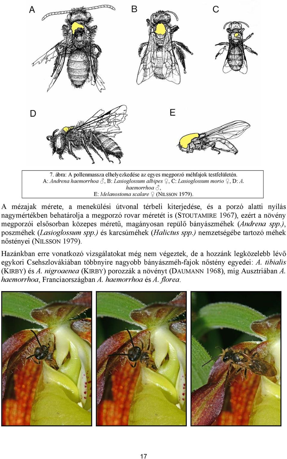 A mézajak mérete, a menekülési útvonal térbeli kiterjedése, és a porzó alatti nyílás nagymértékben behatárolja a megporzó rovar méretét is (STOUTAMIRE 1967), ezért a növény megporzói elsősorban
