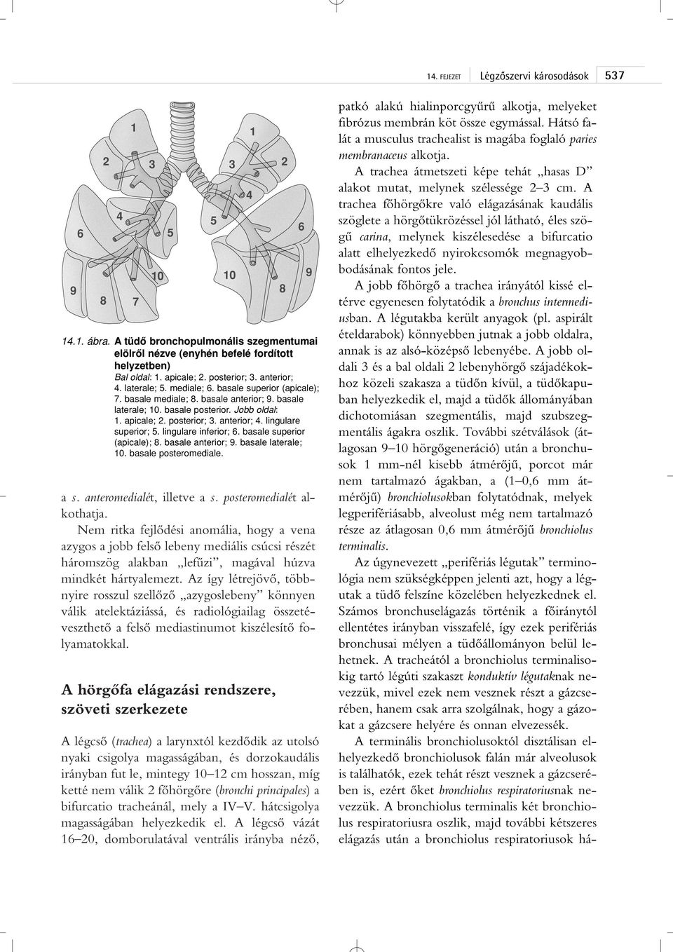lingulare inferior; 6. basale superior (apicale); 8. basale anterior; 9. basale laterale; 10. basale posteromediale. a s. anteromedialét, illetve a s. posteromedialét alkothatja.