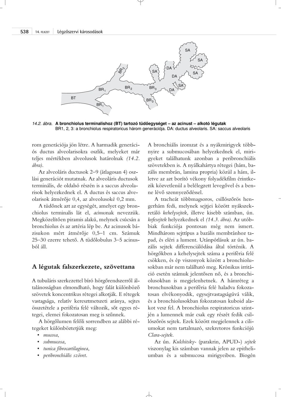 Az alveoláris ductusok 2 9 (átlagosan 4) oszlási generációt mutatnak. Az alveoláris ductusok terminális, de oldalsó részén is a saccus alveolarisok helyezkednek el.