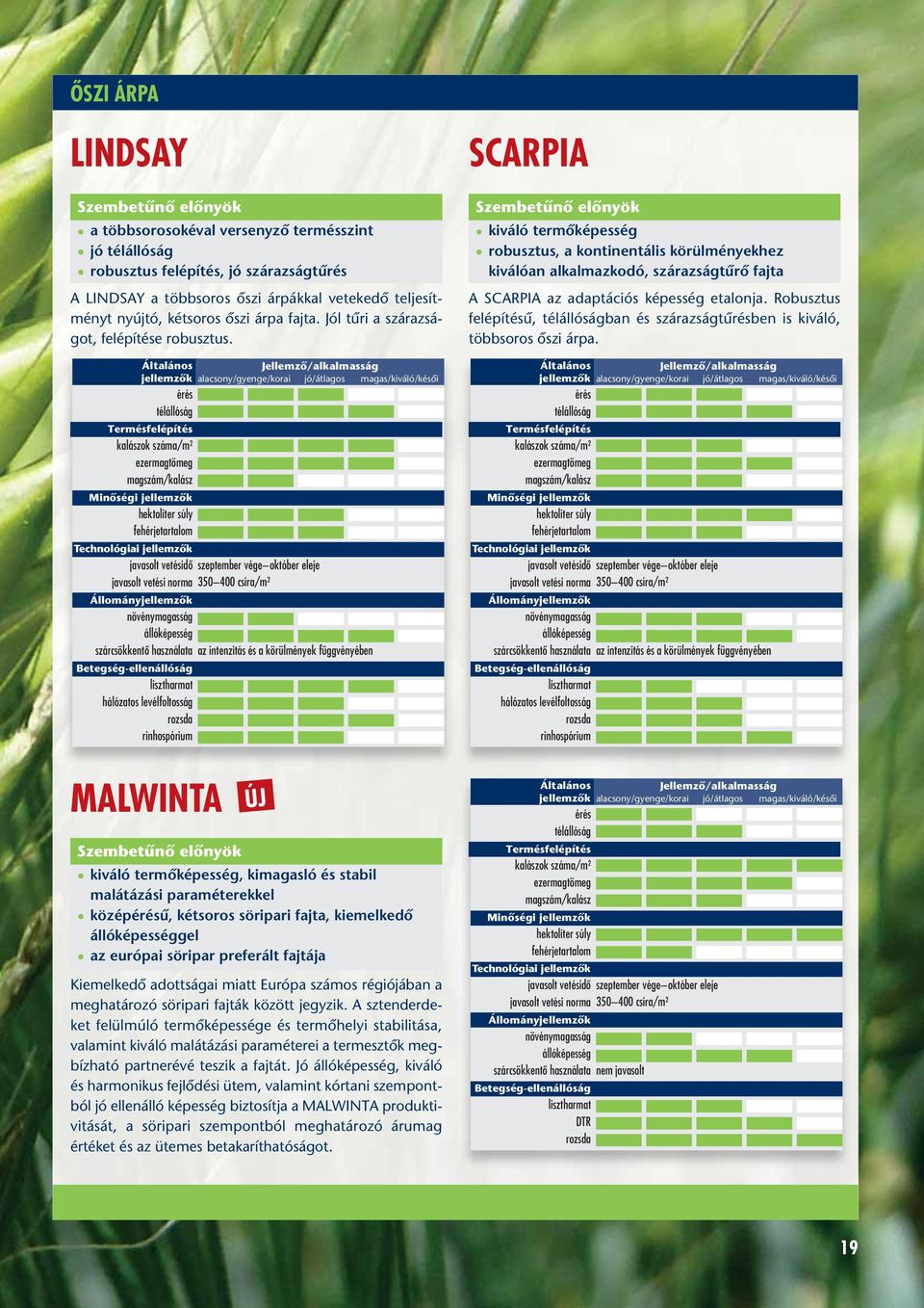 hektoliter súly javasolt vetésidô szeptember vége október eleje javasolt vetési norma 350 400 csíra/m 2 hálózatos levélfoltosság rinhospórium SCARPIA kiváló termôképesség robusztus, a kontinentális