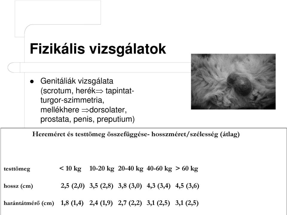 hosszméret/szélesség (átlag) testtömeg < 10 kg 10-20 kg 20-40 kg 40-60 kg > 60 kg hossz (cm) 2,5