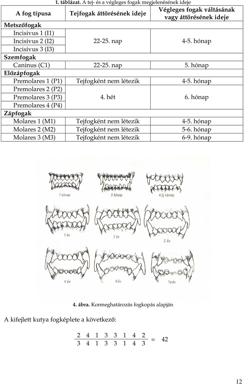 hónap Szemfogak Caninus (C1) 22-25. nap 5. hónap Előzápfogak Premolares 1 (P1) Tejfogként nem létezik 4-5. hónap Premolares 2 (P2) Premolares 3 (P3) 4. hét 6.