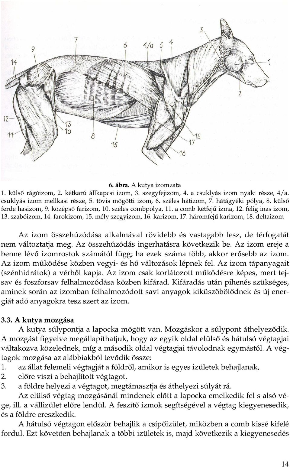 háromfejű karizom, 18. deltaizom Az izom összehúzódása alkalmával rövidebb és vastagabb lesz, de térfogatát nem változtatja meg. Az összehúzódás ingerhatásra következik be.