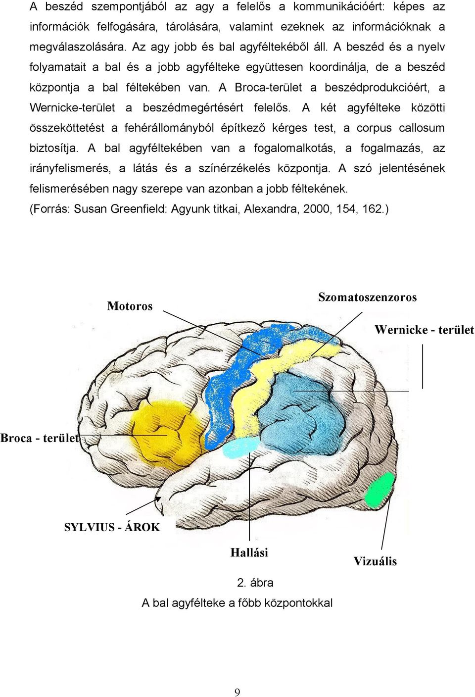 A Broca-terület a beszédprodukcióért, a Wernicke-terület a beszédmegértésért felelős. A két agyfélteke közötti összeköttetést a fehérállományból építkező kérges test, a corpus callosum biztosítja.