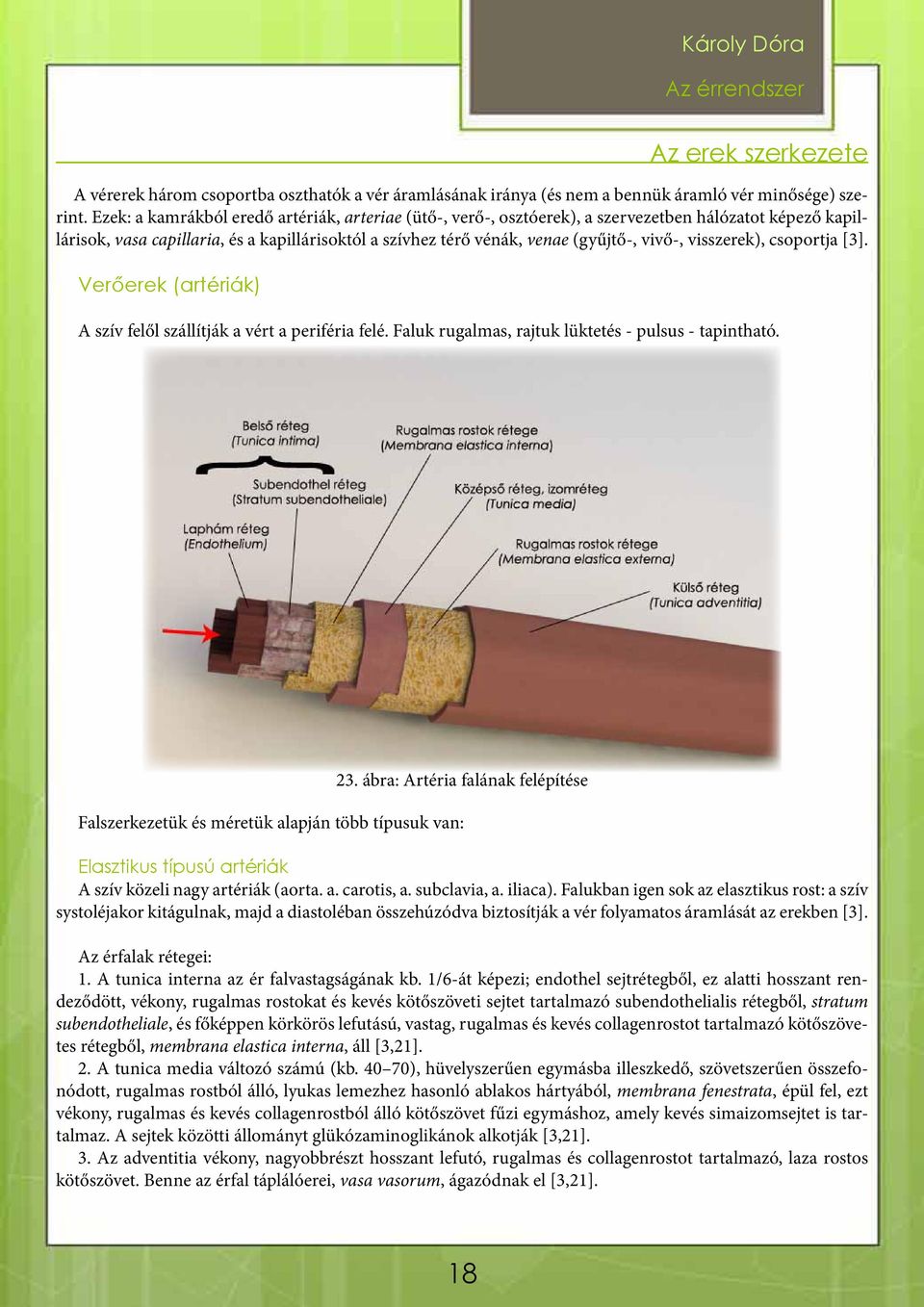 visszerek), csoportja [3]. Verőerek (artériák) A szív felől szállítják a vért a periféria felé. Faluk rugalmas, rajtuk lüktetés - pulsus - tapintható. 23.