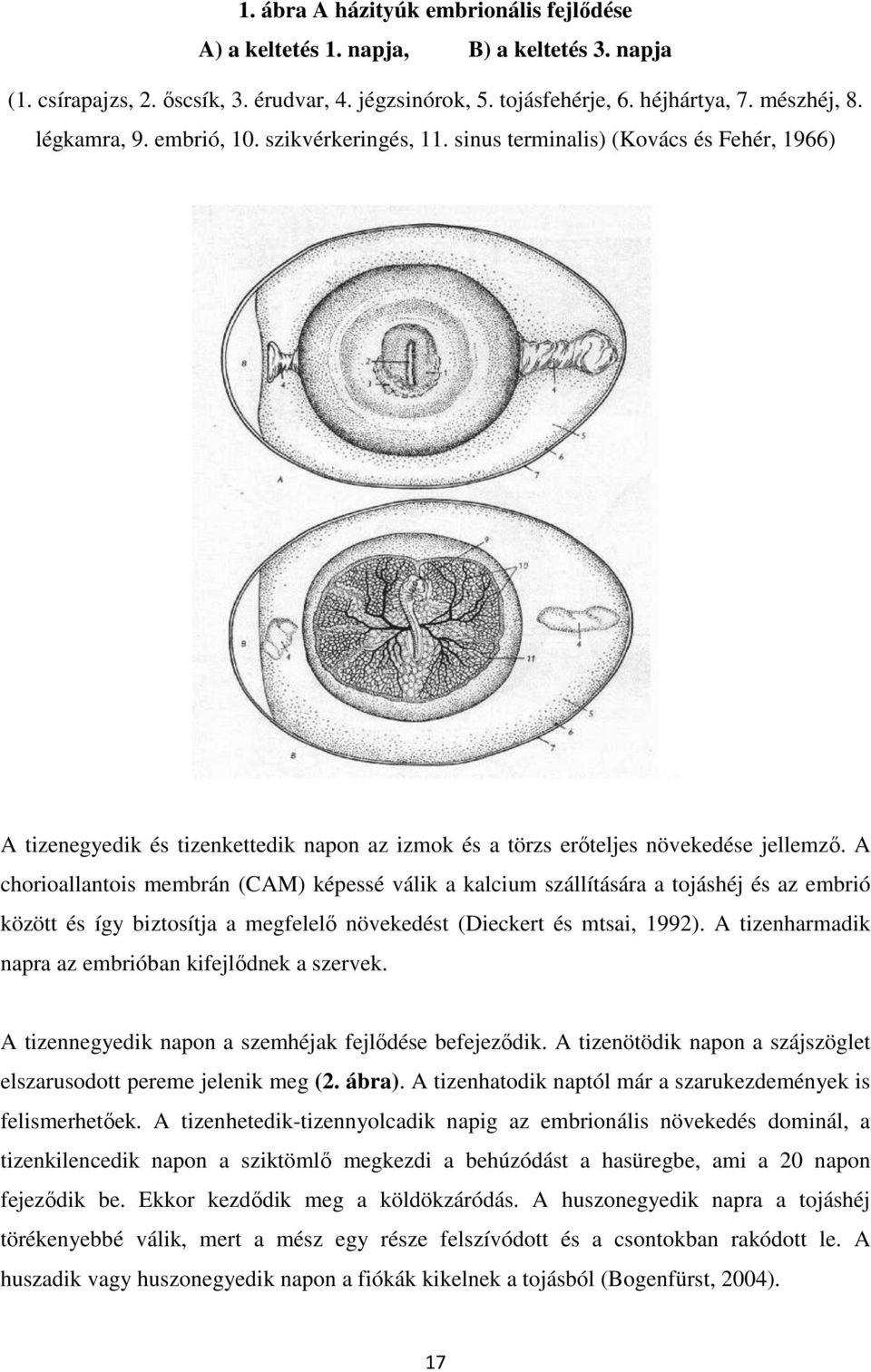 A chorioallantois membrán (CAM) képessé válik a kalcium szállítására a tojáshéj és az embrió között és így biztosítja a megfelelő növekedést (Dieckert és mtsai, 1992).