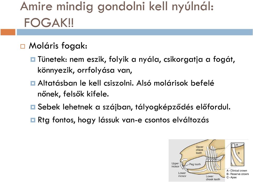 könnyezik, orrfolyása van, Altatásban le kell csiszolni.