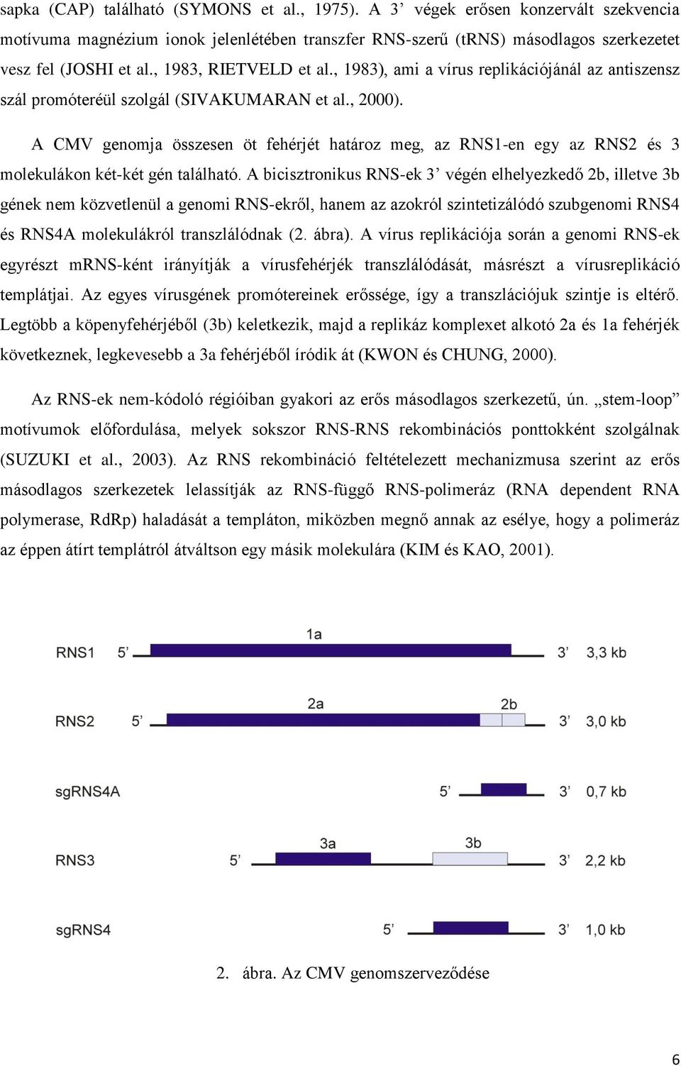 A CMV genomja összesen öt fehérjét határoz meg, az RNS1-en egy az RNS2 és 3 molekulákon két-két gén található.