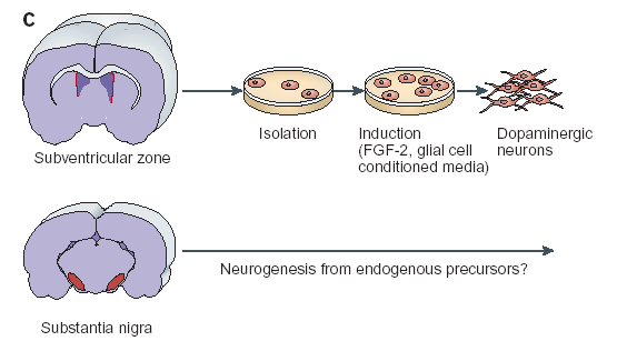 4. felnőtt NSCs beültetése A) felnőtt NSCs > Parkinson kór B) endogén NSC diff-ra késztetése?