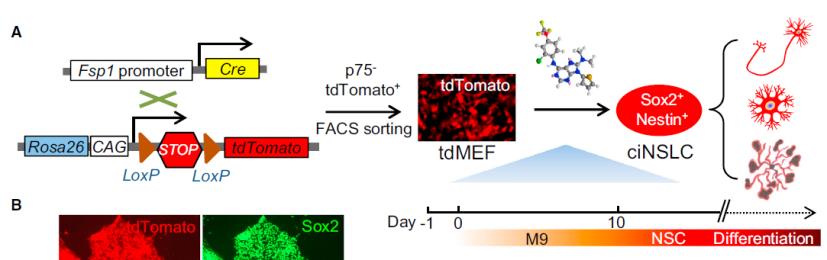 cinslcs: kémiailag indukált neural stem cell-like sejtek, virális vektorok nélkül egér embrionális fibroblaszt, FSP1-Cre: tdtomato jelöléssel (tdmefs) M9: 9 faktor - BMPR, TGFb R gátlás ->
