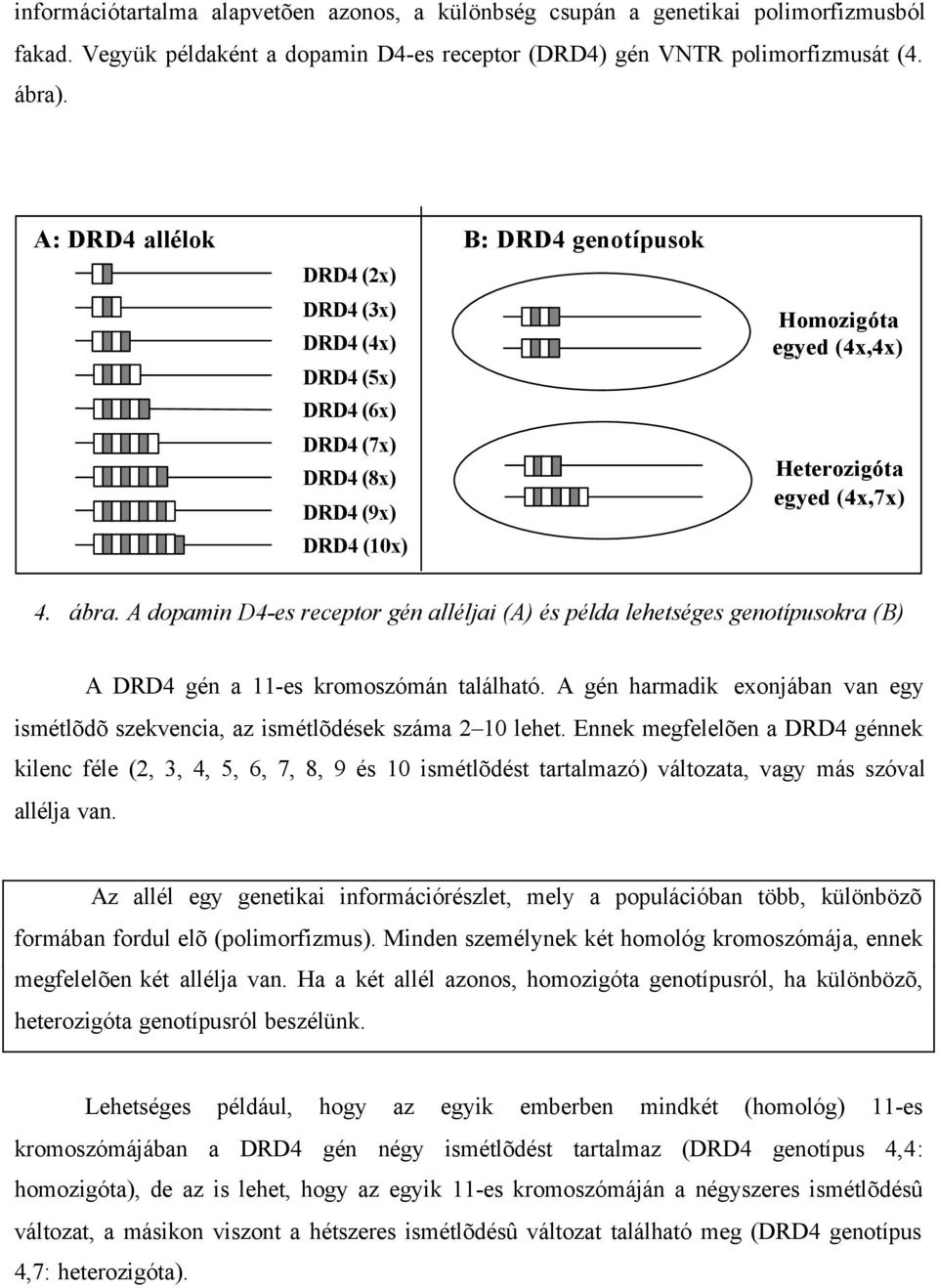 A dopamin D4-es receptor gén alléljai (A) és példa lehetséges genotípusokra (B) A DRD4 gén a 11-es kromoszómán található.