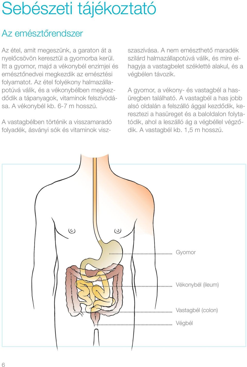 Az étel folyékony halmazállapotúvá válik, és a vékonybélben megkezdődik a tápanyagok, vitaminok felszívódása. A vékonybél kb. 6-7 m hosszú.