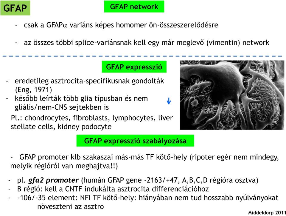 : chondrocytes, fibroblasts, lymphocytes, liver stellate cells, kidney podocyte GFAP expresszió szabályozása - GFAP promoter klb szakaszai más-más TF kötő-hely (ripoter egér nem mindegy,