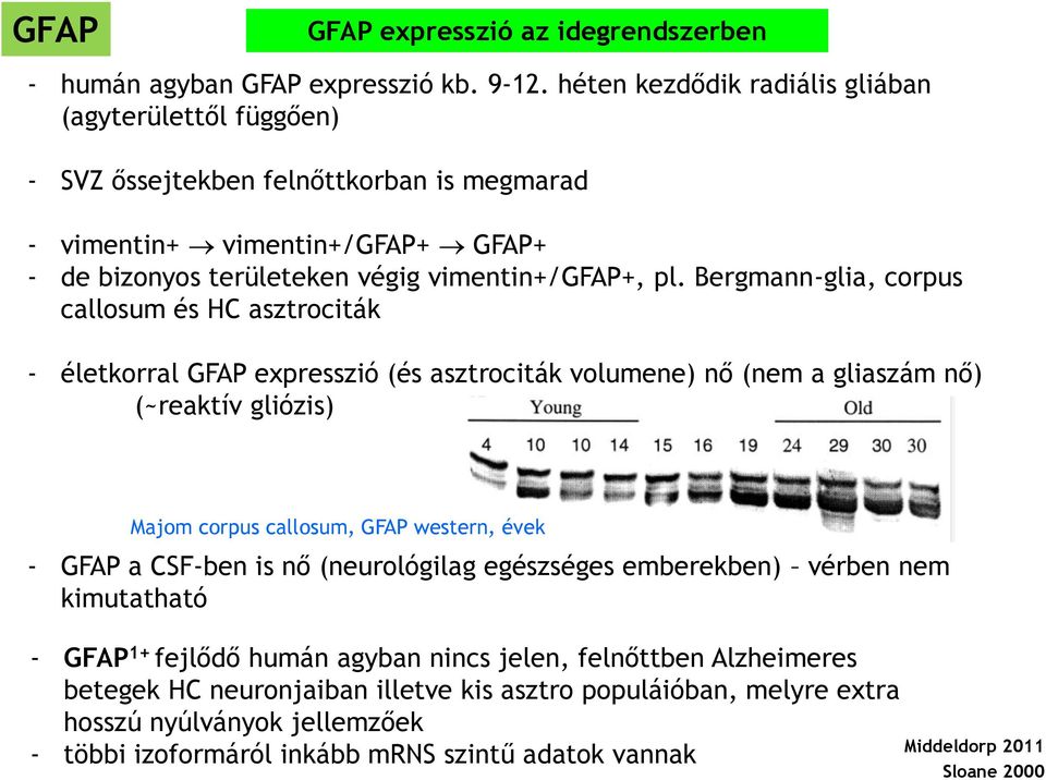 Bergmann-glia, corpus callosum és HC asztrociták - életkorral GFAP expresszió (és asztrociták volumene) nő (nem a gliaszám nő) (~reaktív gliózis) Majom corpus callosum, GFAP western, évek - GFAP