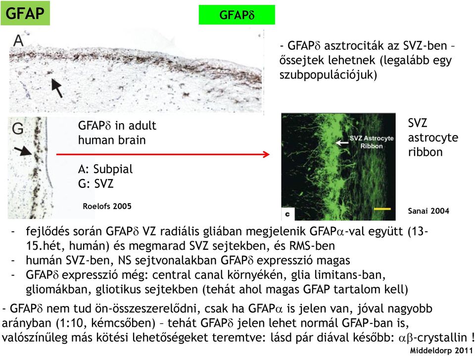 hét, humán) és megmarad SVZ sejtekben, és RMS-ben - humán SVZ-ben, NS sejtvonalakban GFAPd expresszió magas - GFAPd expresszió még: central canal környékén, glia limitans-ban, gliomákban,