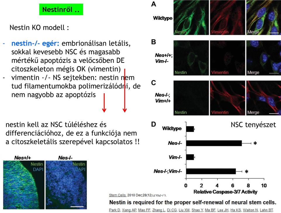 apoptózis a velőcsőben DE citoszkeleton mégis OK (vimentin) - vimentin -/- NS sejtekben: nestin nem