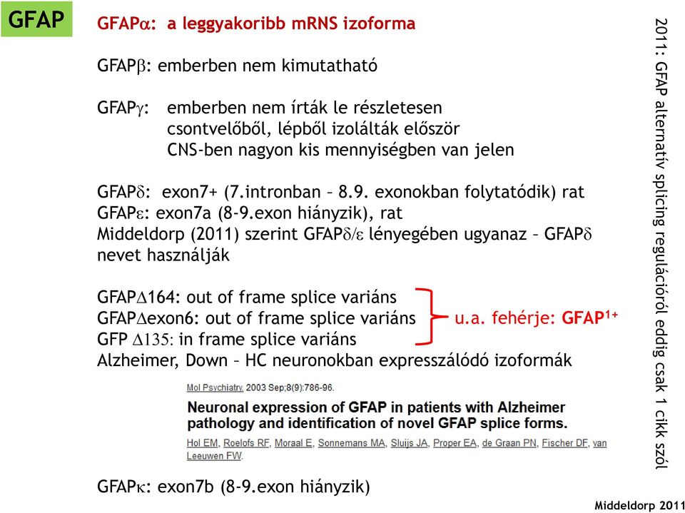 exon hiányzik), rat Middeldorp (2011) szerint GFAPd/e lényegében ugyanaz GFAPd nevet használják GFAP 164: out of frame splice variáns GFAP exon6: out of frame splice