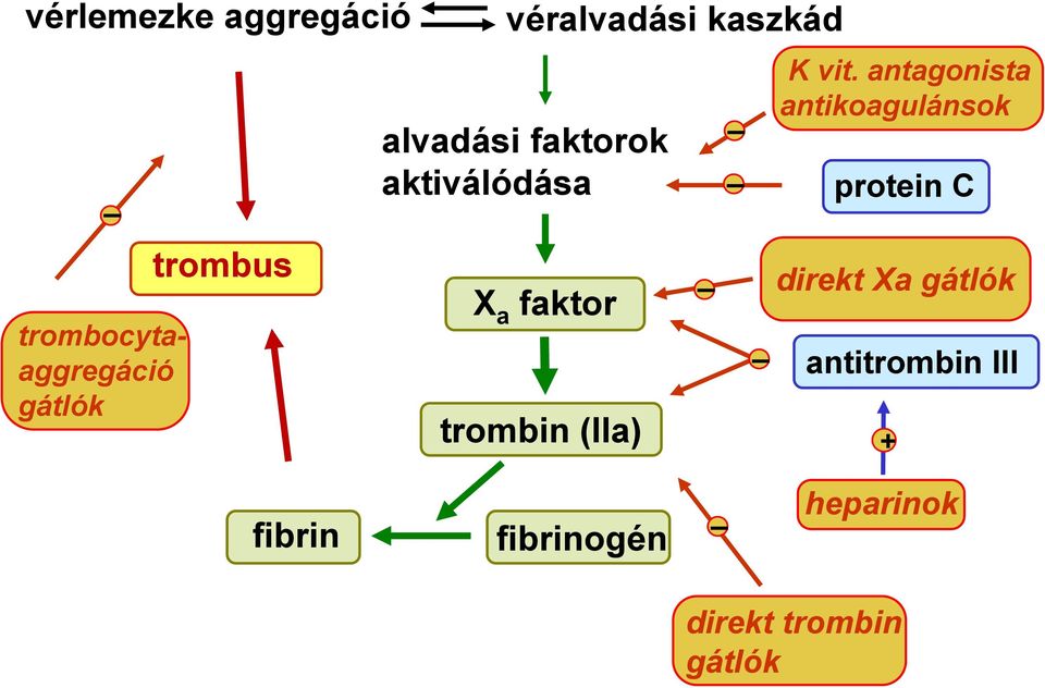 trombin (IIa) K vit.