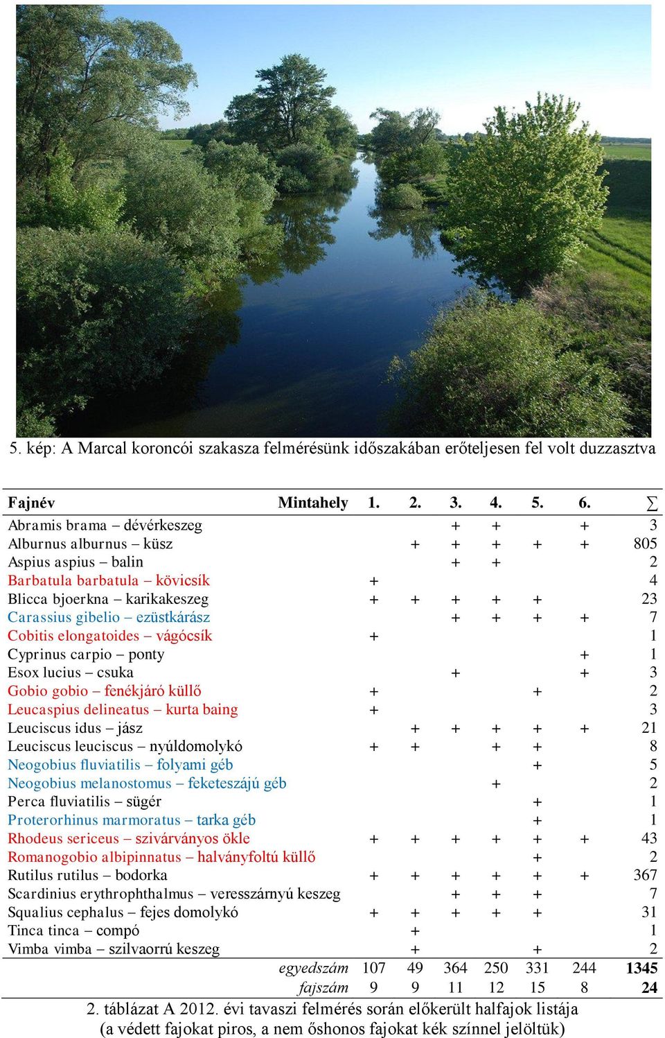 ezüstkárász + + + + 7 Cobitis elongatoides vágócsík + 1 Cyprinus carpio ponty + 1 Esox lucius csuka + + 3 Gobio gobio fenékjáró küllő + + 2 Leucaspius delineatus kurta baing + 3 Leuciscus idus jász +