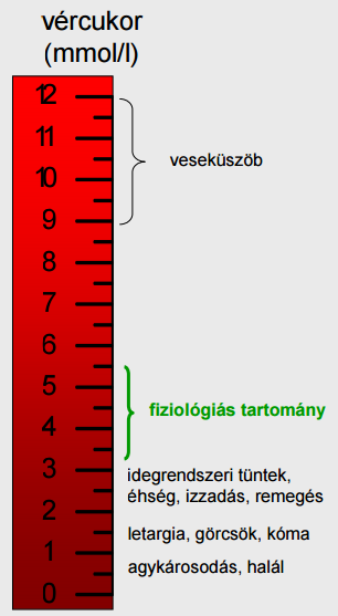 Hipoglikémia - Vércukor szint < 3.0mM A szövetek glükóz z felvétele nem elegendı a funkció fenntartásához.