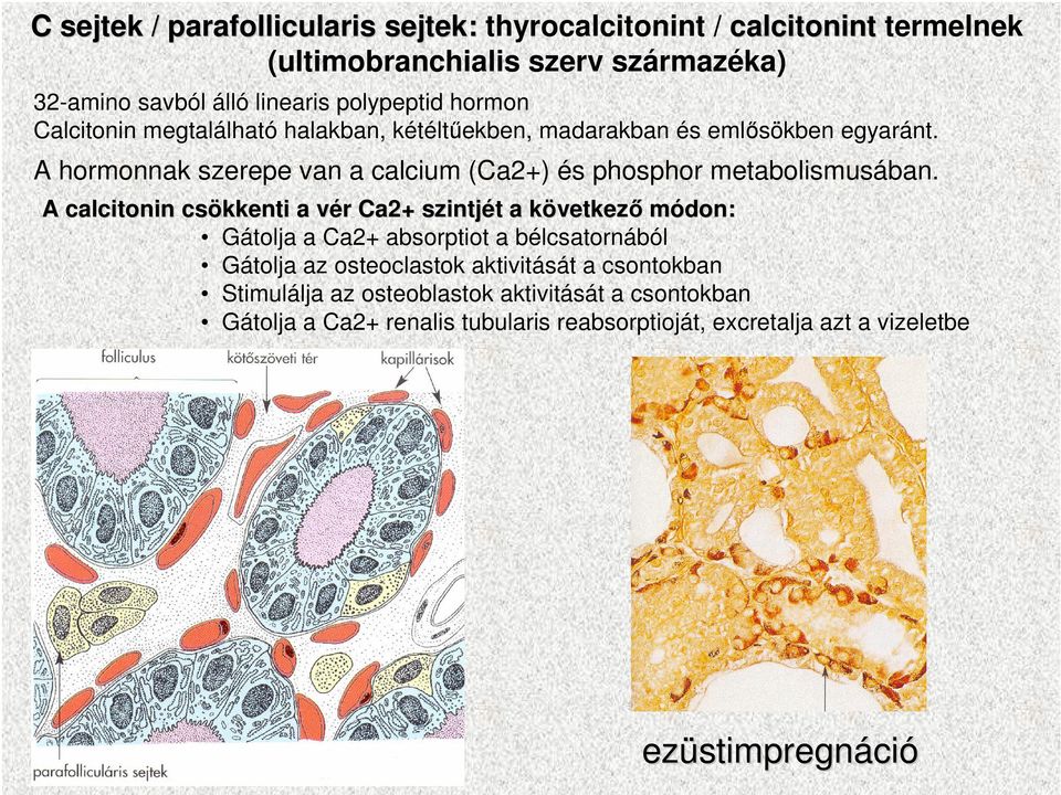 A calcitonin csökkenti a vér v r Ca2+ szintjét t a következk vetkezı módon: Gátolja a Ca2+ absorptiot a bélcsatornából Gátolja az osteoclastok aktivitását a