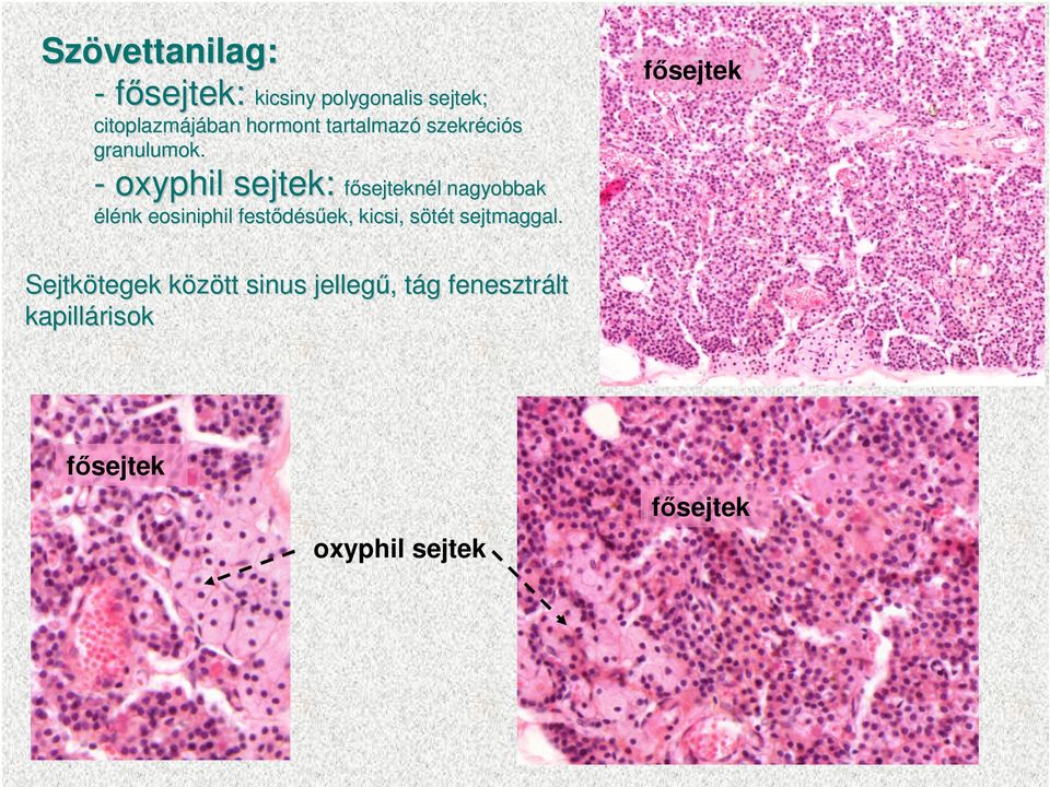 - oxyphil sejtek: fısejteknél l nagyobbak élénk eosiniphil festıdésőek ek,, kicsi,